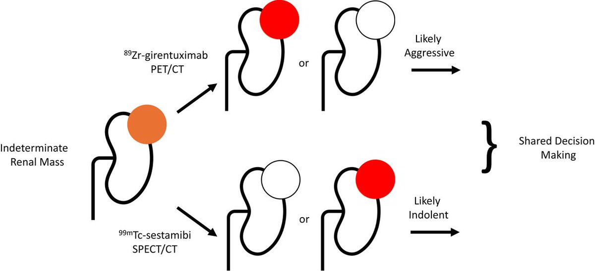 JournalofNucMed's tweet image. SNMMI/EANM/ACNM procedure standard/procedure guideline on the use of molecular imaging for renal mass characterization. ow.ly/uWB750Xc7bo

#NuclearMedicine #RenalMass #MolecularImaging @SNM_MI @EANM_NucMed @ACNucMEd @ProfKHerrmann @michael_gorin
