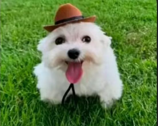 oh my .. oh my fucking god .. sitting .. sitting in the park .. here .. and this .. thing ?? walks up to me .. my god what the fuck are you .. what .. i like your .. hat ? oh my god ..