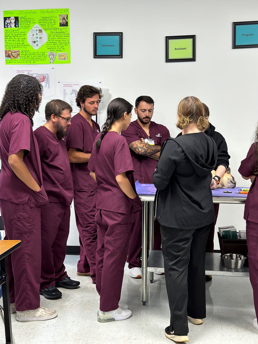 MySouthernTech's tweet image. Love animals? 🐶🐱
Our Veterinary Assisting program gives you hands-on experience caring for pets and working alongside veterinary professionals.
🐾 Start your journey toward a rewarding career helping animals!
#VetAssistant #AnimalLovers #SouthernTechCollege