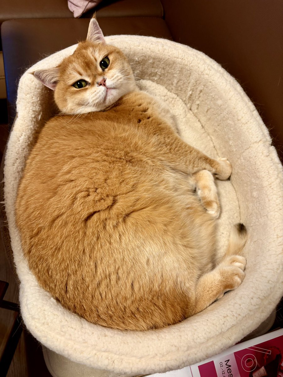 Жублик пару дней как стал спать хуже обычного, просыпается часто и идет проверять что я еще живая, причем надо активно ему показать это, иначе он не отстает🥲💔