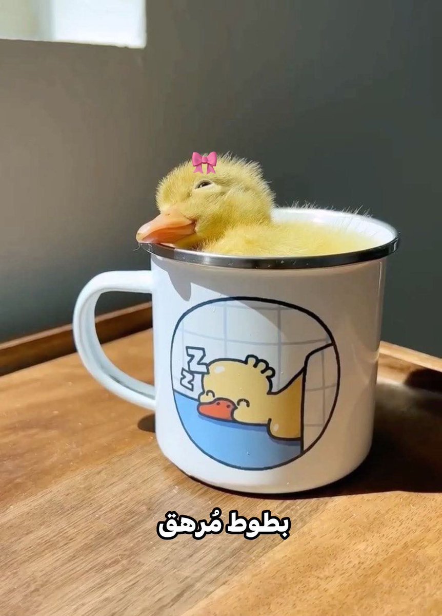 بطوط بعد مناهدة طول الاسبوع 🥴🤣🤣🤣