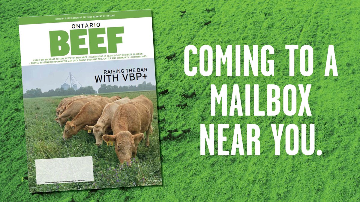 In our October magazine, learn how Brad and Amy Bourbonnais are Raising the Bar with <a href="/VBPCanada/">VBP+ Canada</a> and read about the annual #CCMT and its visit to eastern ON. Also, discover how the Van Osch family champions sustainability. 
👉 Read the full issue: ontariobeef.com/communications…
