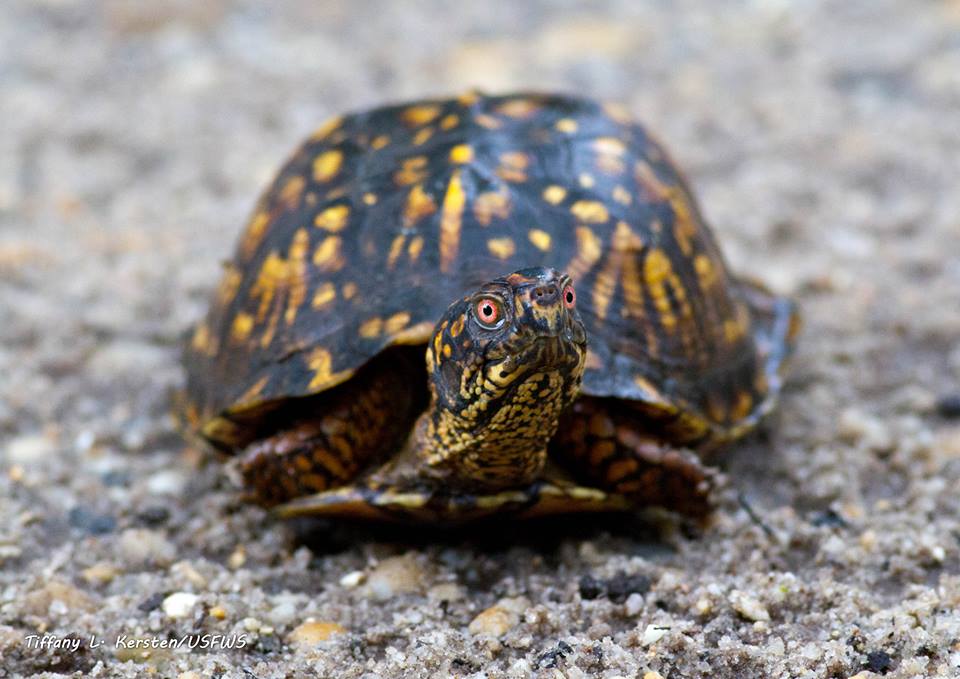 MoTurtleHermit's tweet photo. #Turtlehermit saved my behind on the GSP! https://t.co/3X77UO3MSh