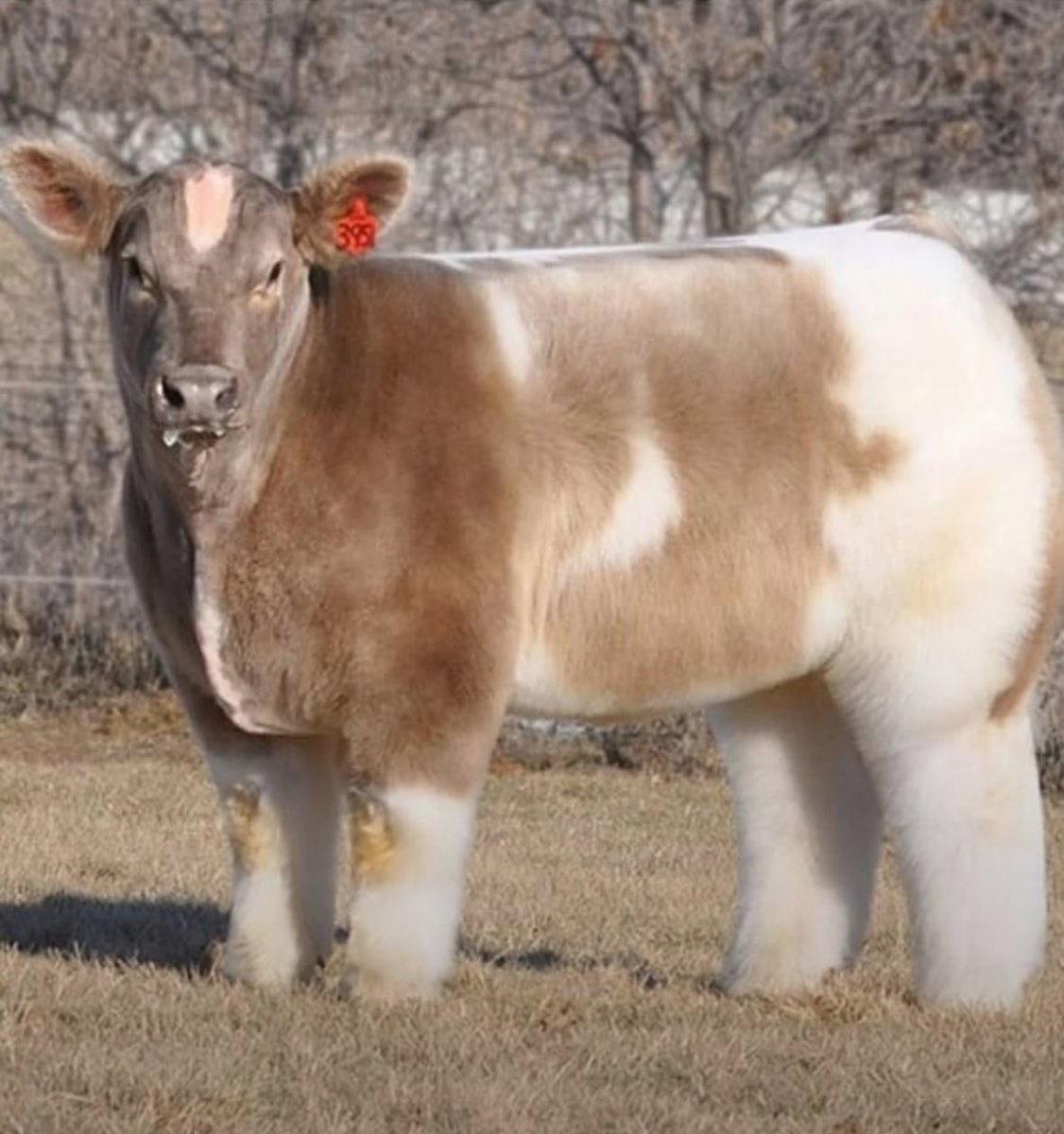 RascalRob307's tweet image. This is what you get when you blow dry a cow.