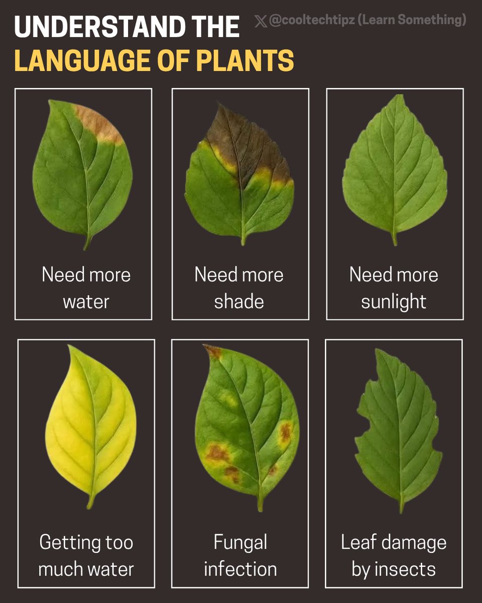 language of plants