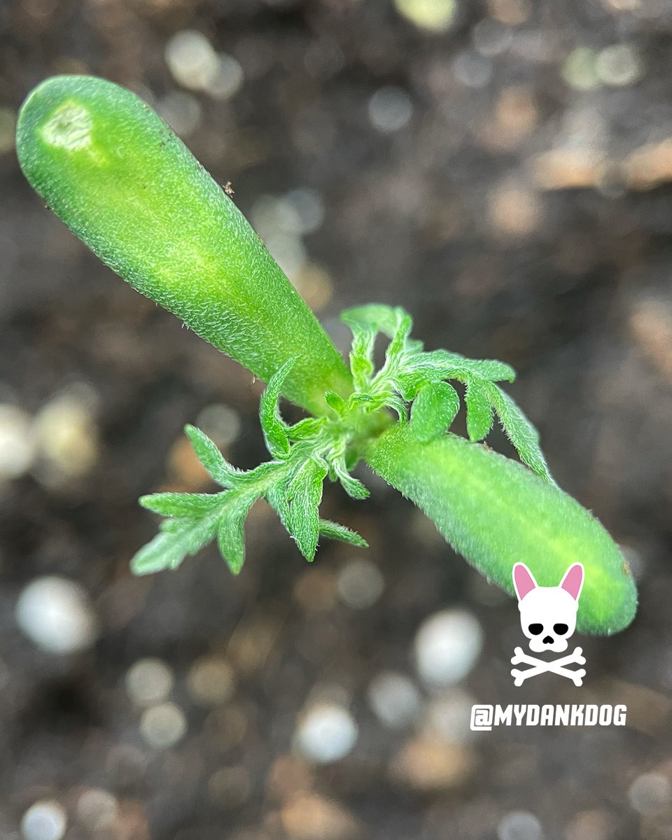 Terpyz Mutant Genetics new mutant lady on the grow. Mentha De Croco feminized photoperiod. <a href="/TerpyzGenetics/">TERPYZ MUTANT GENETICS</a> <a href="/VIVOSUN/">Vivosun.official</a> #lovewhatyougrow #growyourown