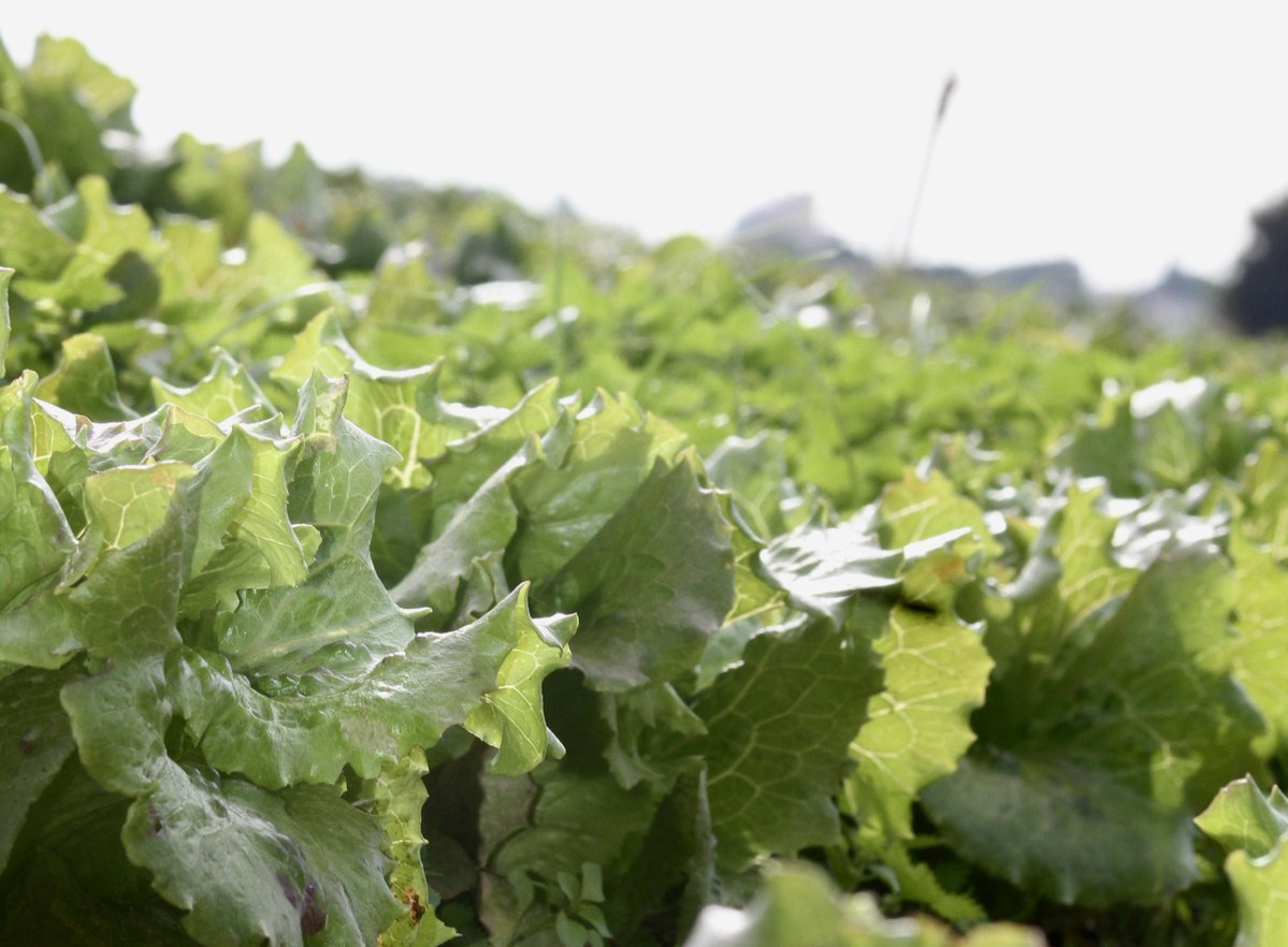 oscarordeig's tweet image. Els mosaics agroforestals, els paisatges agrourbans i el vincle rural-urbà són unes de les millors eines per fer front als efectes del canvi climàtic.
Avui Mataró compleix amb el Pla de gestió i desenvolupament del seu espai agrari.
L’objectiu: protegir-lo i impulsar-lo.