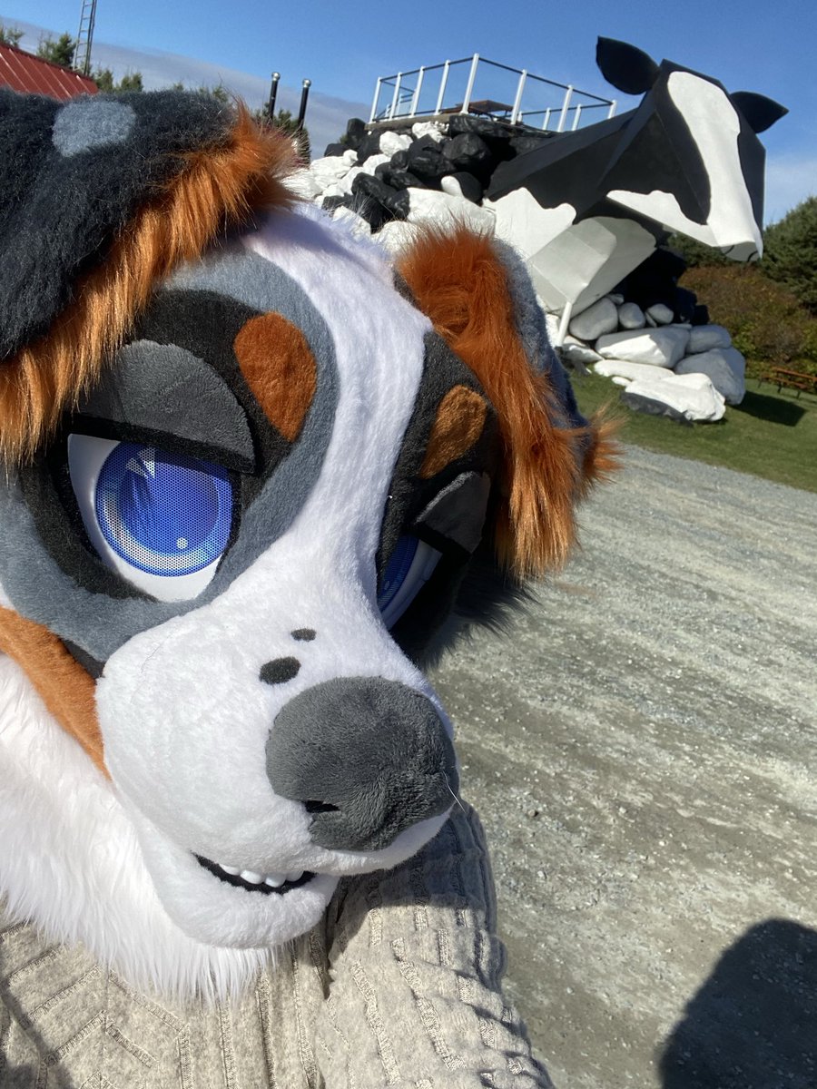 Someone come get their dog. Hes slacking off and won't herd this totally normal cow 😒😒

#fursuit #fursuitmaker #fursuitforsale