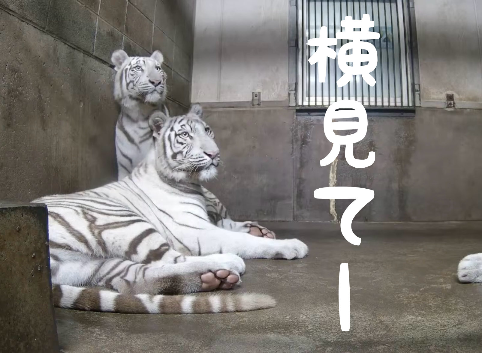 孤高の虎 孤高の虎の写真・画像素材-Snapmart（スナップマート）