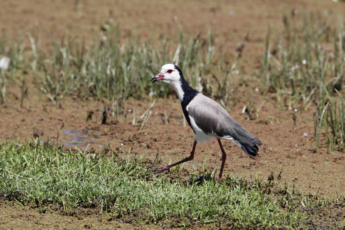 ConQuestbirding's tweet photo. The Long-toed Lapwing is a striking, long-legged shorebird easily recognized by its boldly marked white face and throat, framed by a contrasting black nape, crown, and breast band #BirdsSeenIn2025 #BirdsOfTwitter  #birdphotography https://t.co/WSjcJQOTib https://t.co/nq19YRS8Sj