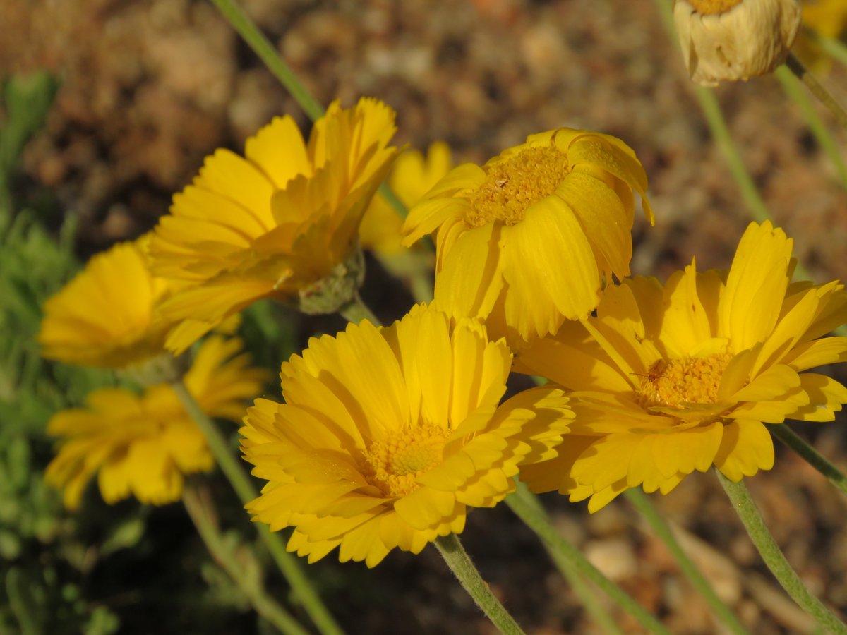 CrytzerFry's tweet photo. Continued from yesterday... Our very late #monsoonal activity has brought blooms and #insects 2 months later than usual.
Desert #milkweed with oh-so-many #aphids; desert #marigolds; two more #grasshoppers (help with ID, #entomologists?) https://t.co/arTs1kphmG