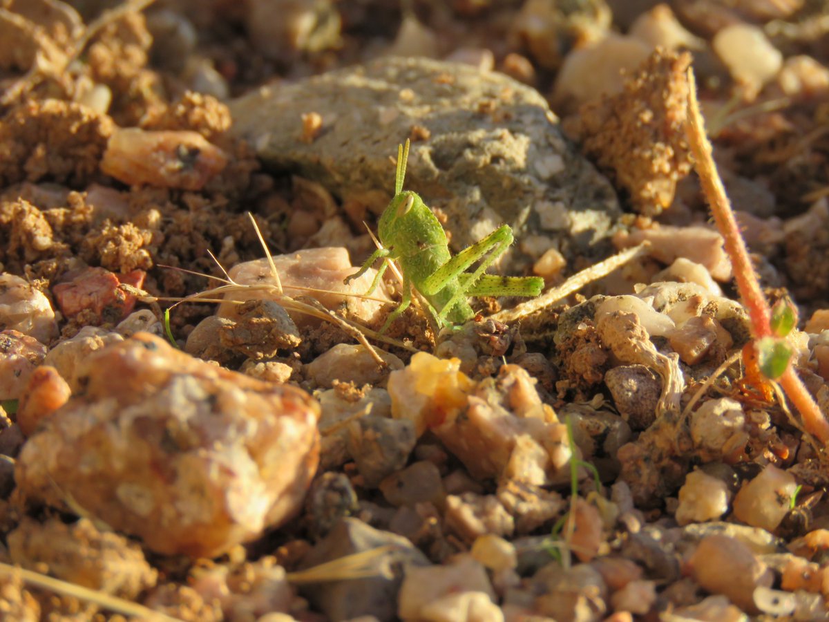 CrytzerFry's tweet photo. Continued from yesterday... Our very late #monsoonal activity has brought blooms and #insects 2 months later than usual.
Desert #milkweed with oh-so-many #aphids; desert #marigolds; two more #grasshoppers (help with ID, #entomologists?) https://t.co/arTs1kphmG