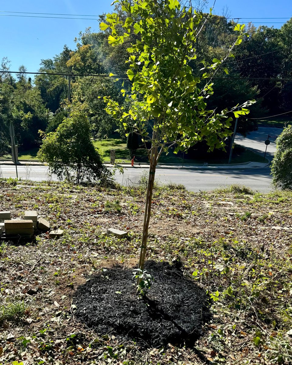 NatureSacred's tweet photo. Trees hold ancient wisdom—cooling our streets, cleaning our air, and creating spaces where communities gather and thrive.

No matter where you live, their health is our health. Fall is the perfect time to plant, giving roots months to establish before winter. https://t.co/IlSOjrbd7O