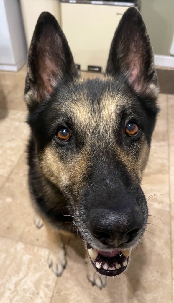 Retired Police Dog Quest tweet media