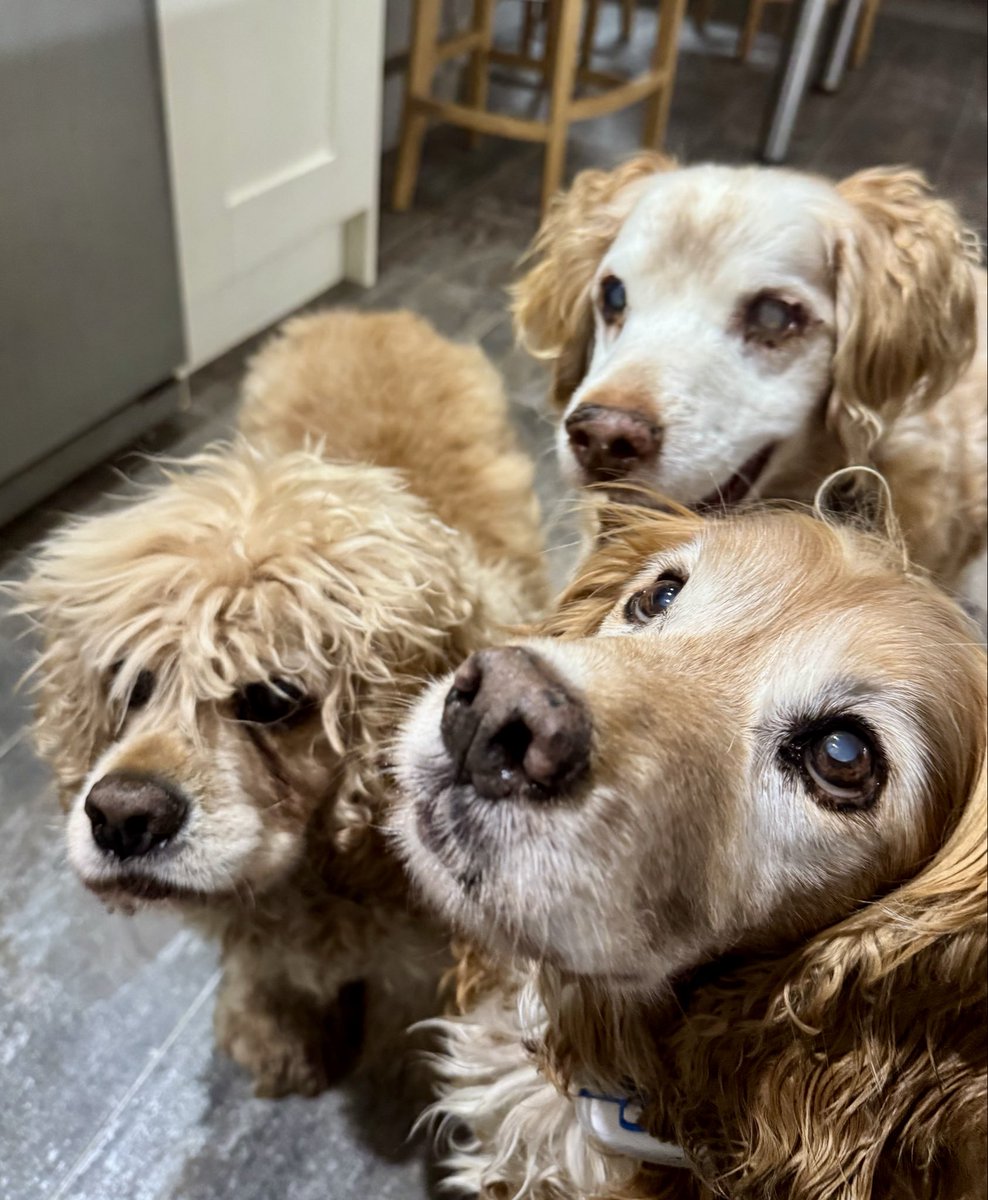 Chicken for our bedtime snack tonight #Delicious 
#NightNight #SleepTight