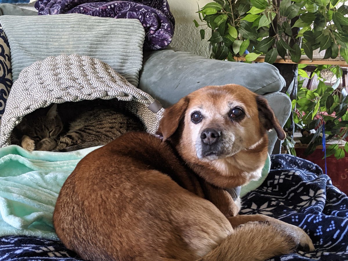 papa john's son 🌺 tweet media