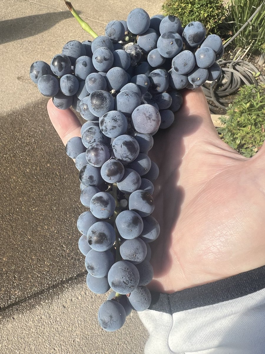 Texas Wineaux tweet media