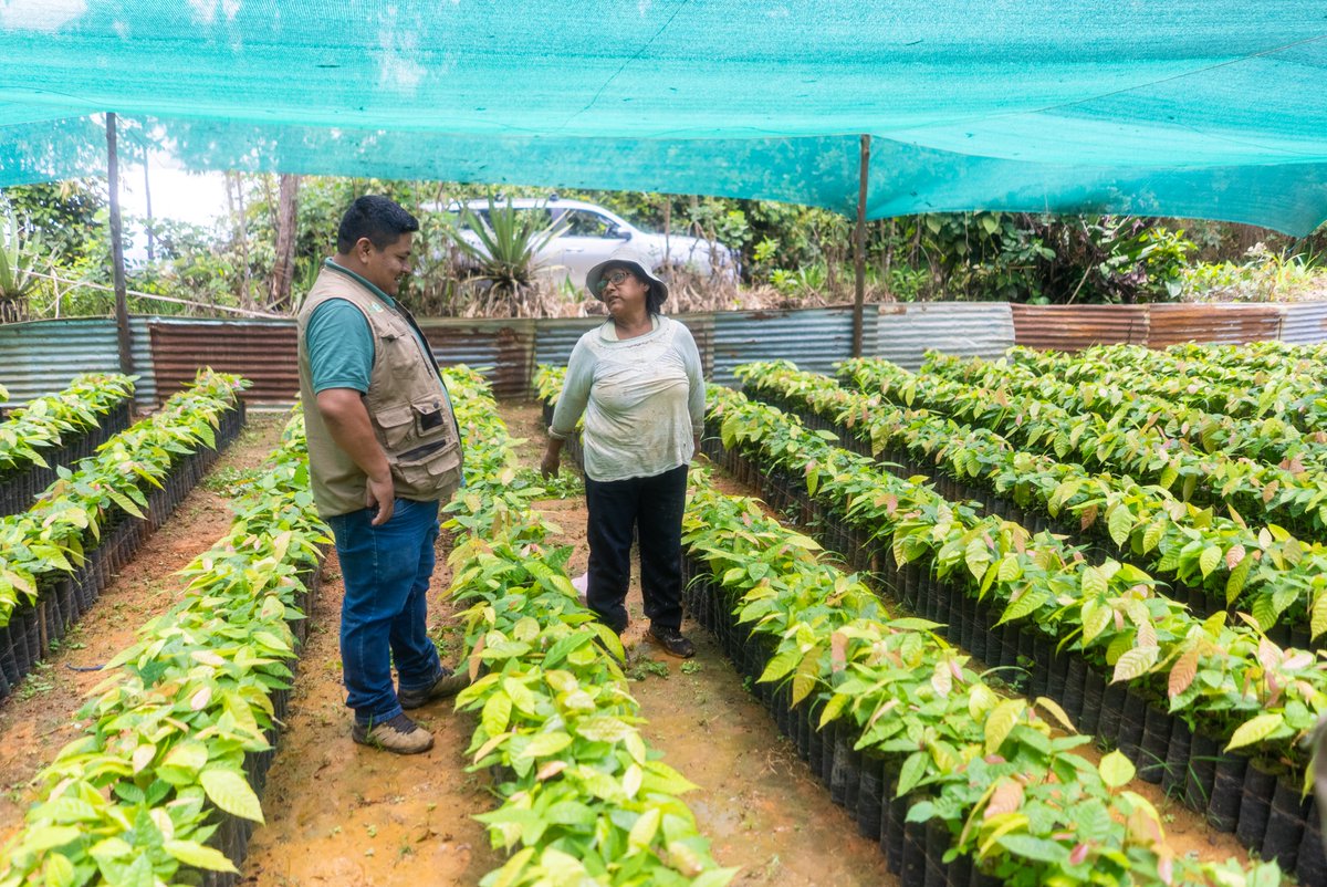 PROGRESO3's tweet image. Representantes de la @apciagencia realizaron una visita de supervisión al Proyecto VRAEM Sostenible, verificando en campo el cumplimiento de las actividades planificadas.
📍Proyecto ejecutado por @PROGRESO3  y @AVSFlatam , con el financiamiento de la @UEenPeru