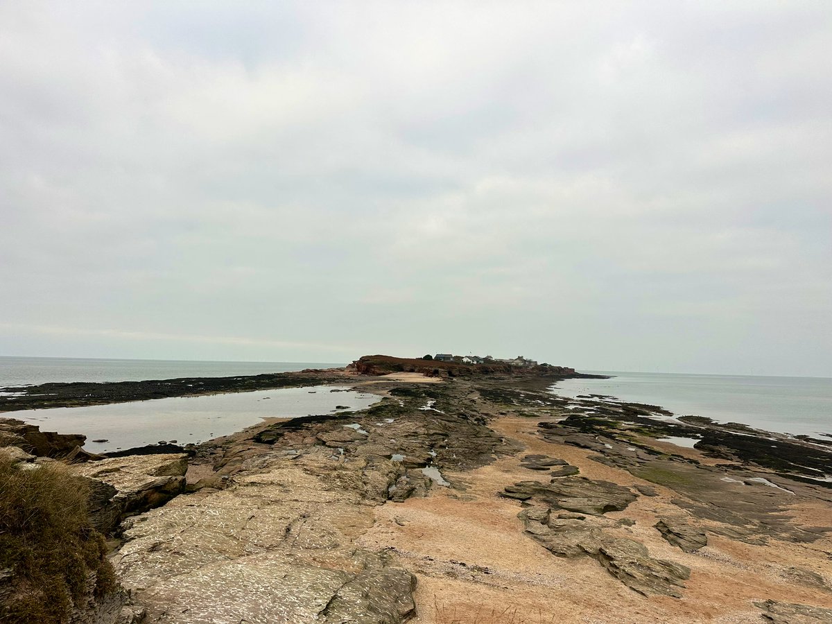 SteveOnHilbre's tweet image. Nice to be back on the magical island 🏝️ @hilbrebirdobs plenty of ‘regular’ birds about including pale and dark-bellied #BrentGoose #Peregrine and #SongThrush … more on our blog later 💻