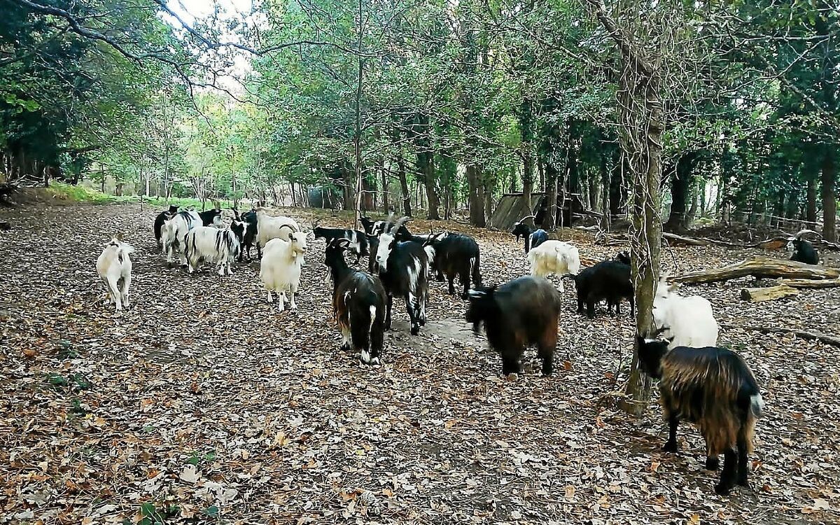 « S’il n’y avait pas eu de caméra, tout brûlait » : cette agricultrice de Larmor-Plage a surpris trois jeunes mettant le feu dans son champ
➡️ go.letelegramme.fr/W7Bk