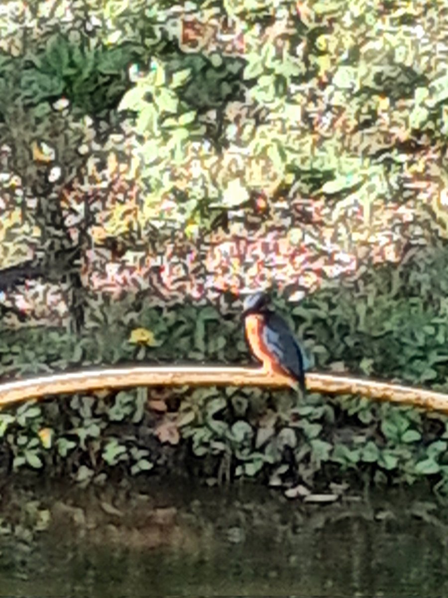 Zijn vogel was de ijsvogel. De afbeelding op de rouwkaart, regelmatig in de tuin. Ik zag een mooie glas in lood ijsvogel, handgemaakt. Mijn vriendin vertelde het verhaal. We wisselden nummers uit, als ze er nog 1 ging maken. 
Vanavond belde ze, ik mocht hem kopen #kleingeluk