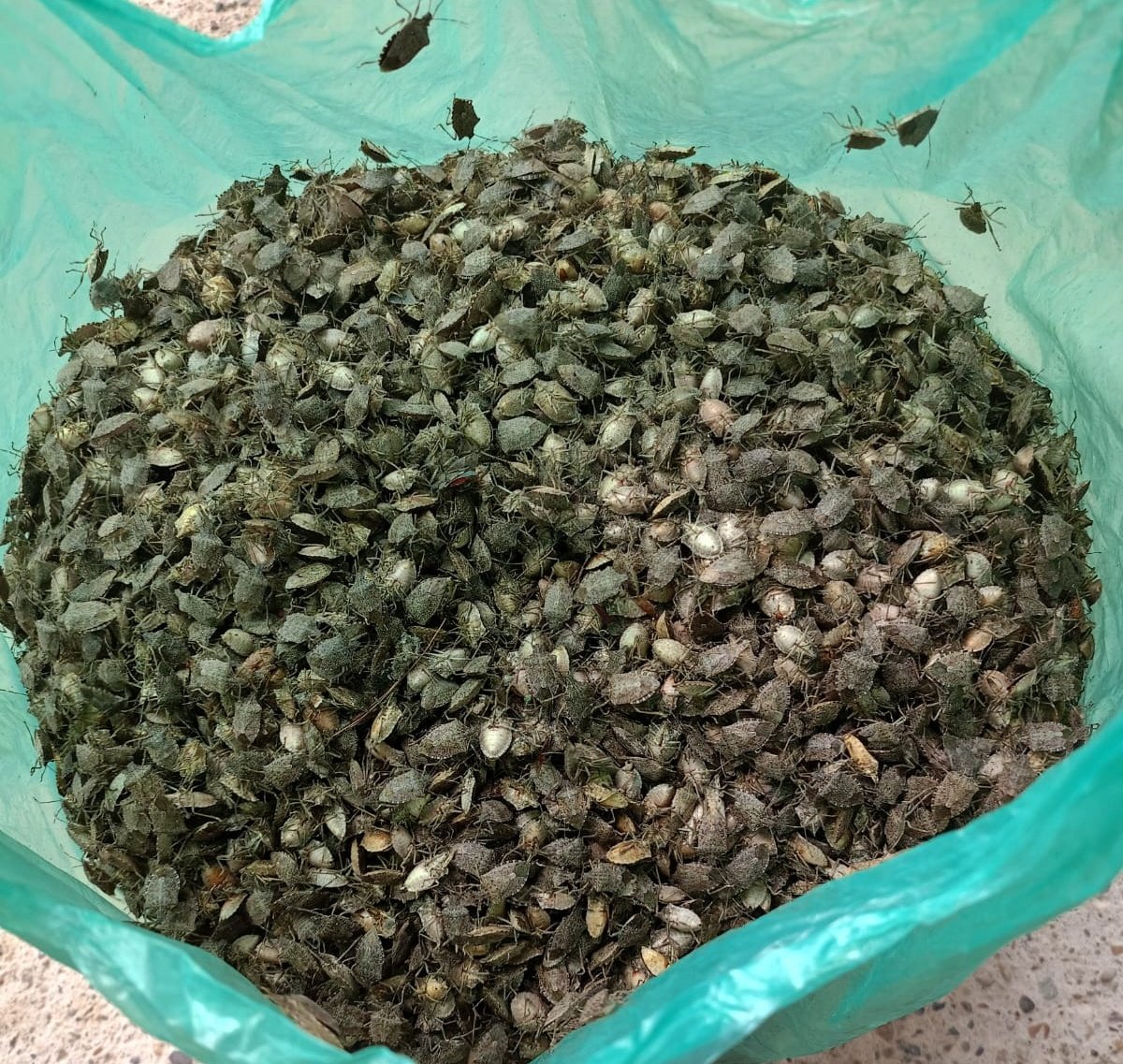 Bu görüntü Zonguldak'tan geldi. İlgili kurumların umurunda olmadığı için kendiniz çözüm bulun demişler. Her gün bir çuval böcek topluyor bizimkiler. Birkaç yıla ne fındık ne de meyve ağacı kalır.