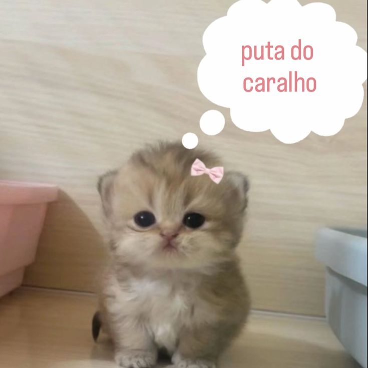 kittycastS2's tweet photo. Hoje eu ESQUECI que eu entrei em rec e fiz um nf bolado, puta que pariu https://t.co/al06aeB7JS
