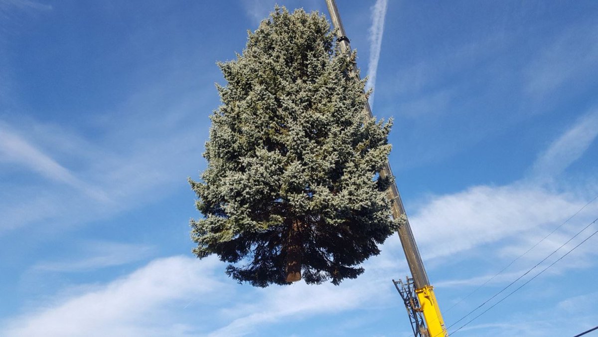 Looking to part ways with your front yard spruce tree? We’re looking for a 40 ft tree (or more) to be displayed at Gore Park, City Hall &amp; Memorial Square in Dundas this holiday season. Call 905-546-2424 ext. 4392 or email parksnorth@hamilton.ca by October 19 to donate yours.