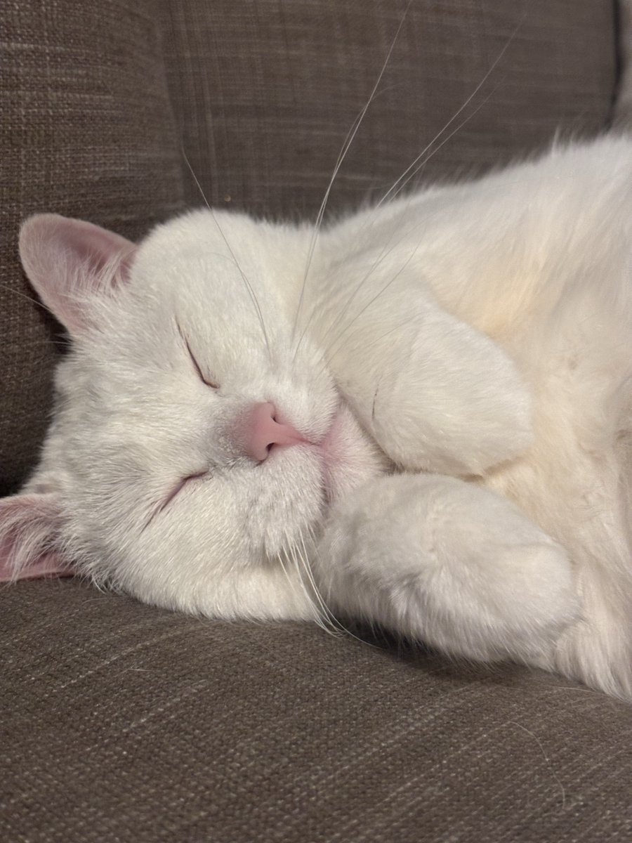 Dreaming of pumpkins and cozy blankets. 🎃🥰

📸 Abbey Cole (dupephotos)

#catspride #cutecat #catsofinstagram #sleepycat #fallcat
