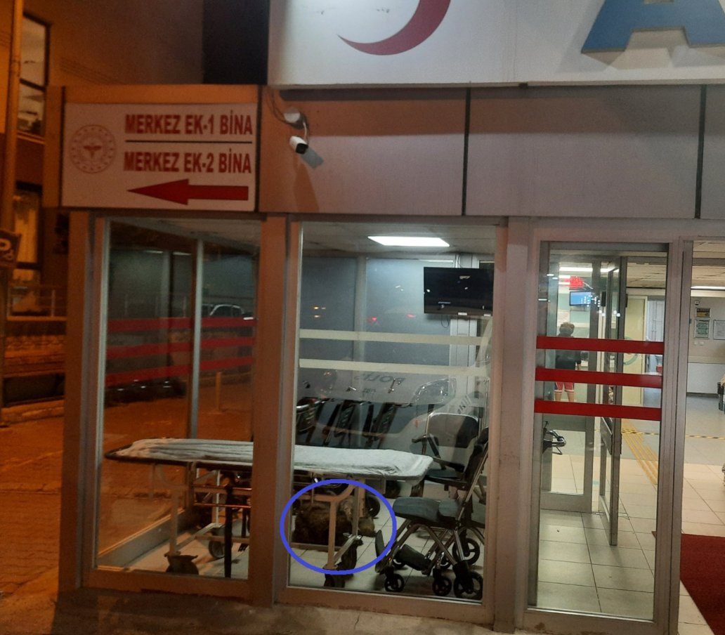 Güvenli Türkiye (@sehirlerguvenli) on Twitter photo 📌 Pendik Devlet Hastanesi
Köpekler sedye ve tekerlekli sandalyelerde uyuyor.
Az sonra bir yaralı veya hasta onları kullanıp, hastalık kapacak.
⚠️ Hastanelerimiz neden pislik içinde?
<a href="/pendikdh/">Pendik Devlet Hastanesi</a>
<a href="/Akparti/">AK Parti</a> <a href="/RTErdogan/">Recep Tayyip Erdoğan</a> <a href="/drmemisoglu/">Prof. Dr. Kemal Memişoğlu</a> <a href="/sagliklicozum/">T.C. Sağlık Bakanlığı Sağlıklı Çözüm</a> <a href="/saglikbakanligi/">T.C. Sağlık Bakanlığı</a> 📌 Pendik Devlet Hastanesi
Köpekler sedye ve tekerlekli sandalyelerde uyuyor.
Az sonra bir yaralı veya hasta onları kullanıp, hastalık kapacak.
⚠️ Hastanelerimiz neden pislik içinde?
<a href="/pendikdh/">Pendik Devlet Hastanesi</a>
<a href="/Akparti/">AK Parti</a> <a href="/RTErdogan/">Recep Tayyip Erdoğan</a> <a href="/drmemisoglu/">Prof. Dr. Kemal Memişoğlu</a> <a href="/sagliklicozum/">T.C. Sağlık Bakanlığı Sağlıklı Çözüm</a> <a href="/saglikbakanligi/">T.C. Sağlık Bakanlığı</a>