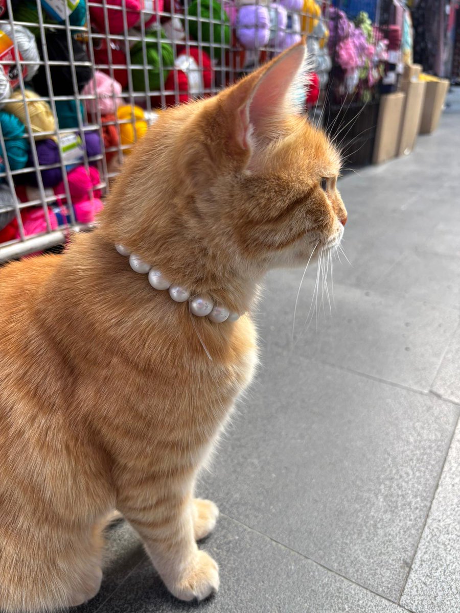 Çokkkk sellllll🐾🐈