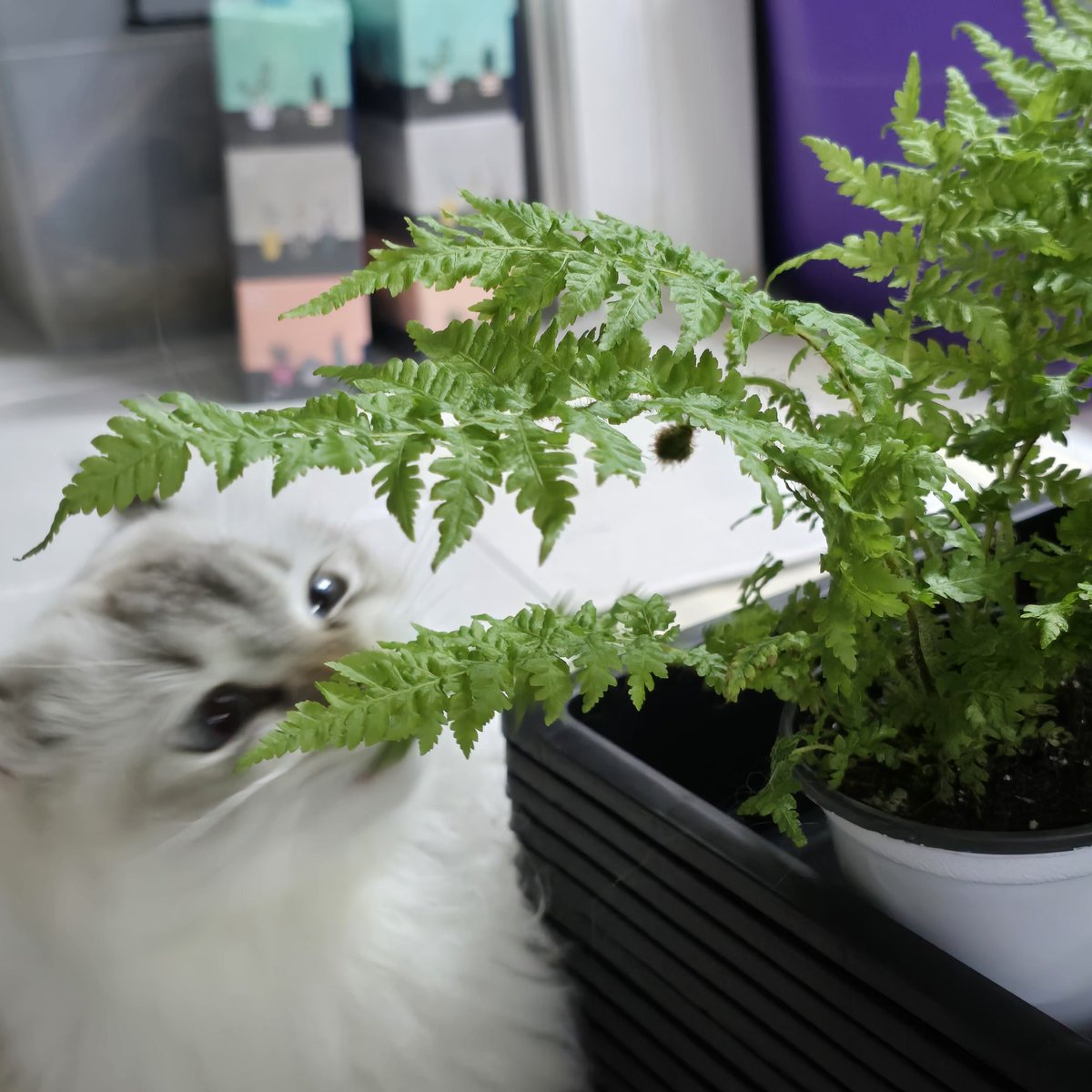 다른 식물들은 그닥 관심 없으신데 고사리만 오면 한입씩 검수하시고 감