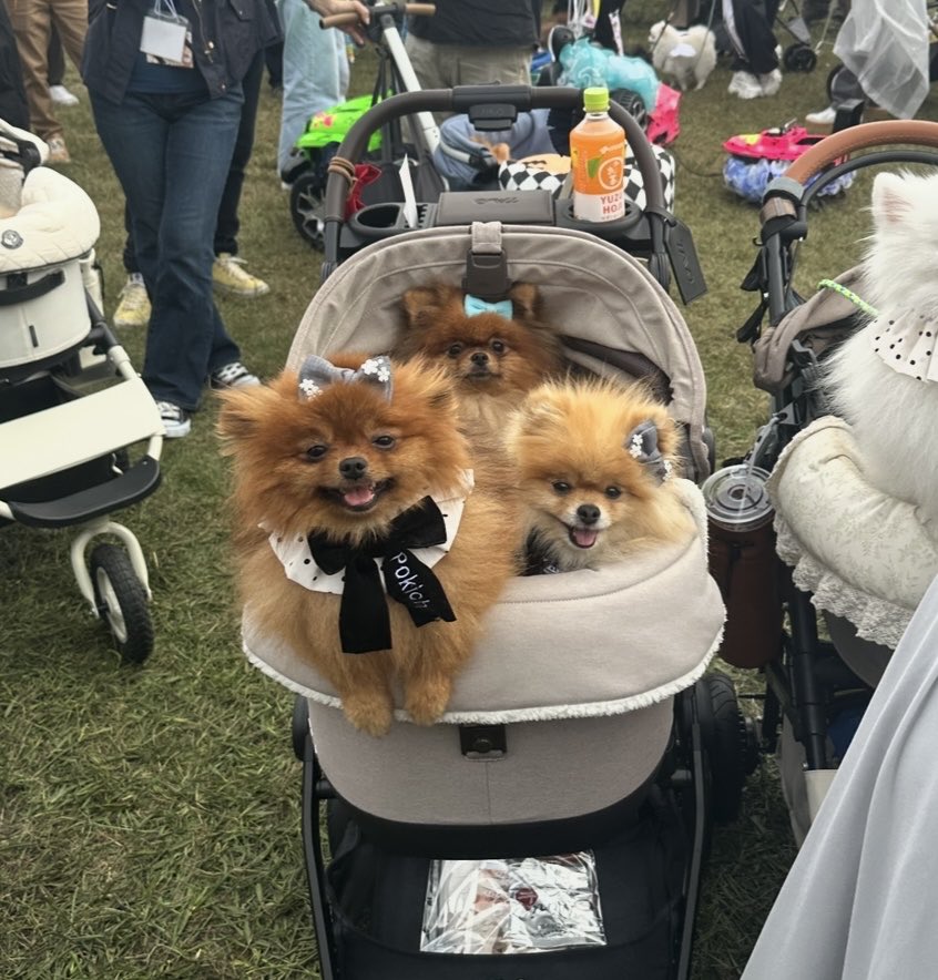 ミルモとポン！ (@mirumo__pon) / Posts / X