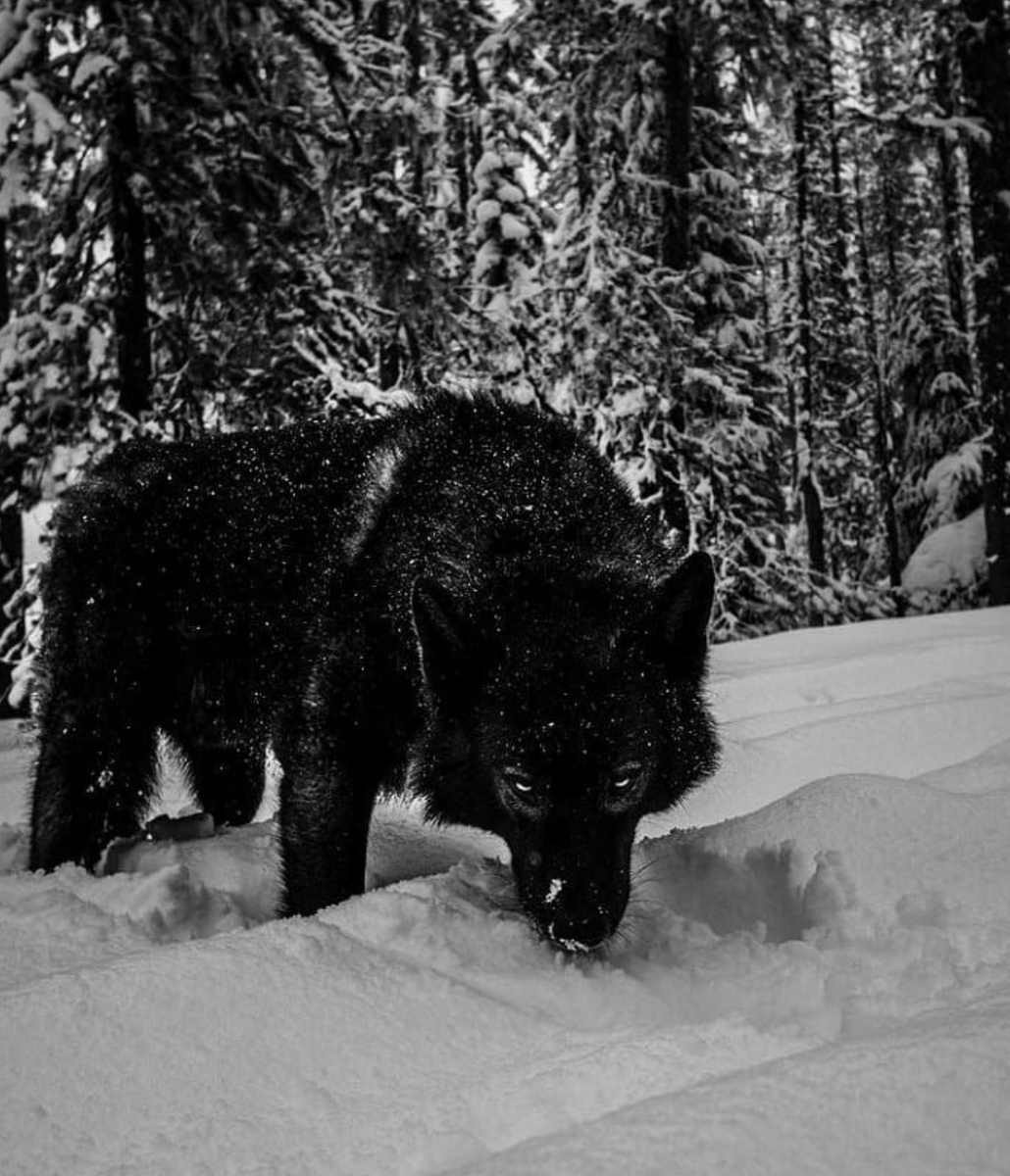 One thing’s for sure: 

Less than 0.1% on this crazy app called the last $BTC local top (price &amp; time)
99.9% of the fake Elliott Wave, ICT and Wyckoff analysts on this app will be wrong again on the #BTC next move

I 👀 U