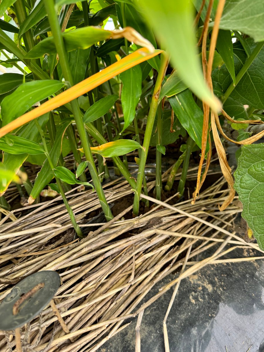 shinokc's tweet photo. 里芋、生姜、ヤーコンを混植した90×180cmの畝。まとめておくと生姜が影になるので元気に育ちます。
ヤーコンは涼しくなってから一気に大きくなり、里芋と生姜はもうすぐ収穫できそう。
家庭菜園の畑なら、ヤーコン2株、里芋4株、生姜4株で充分な量が収穫できます。 https://t.co/pSWMzrTB9B