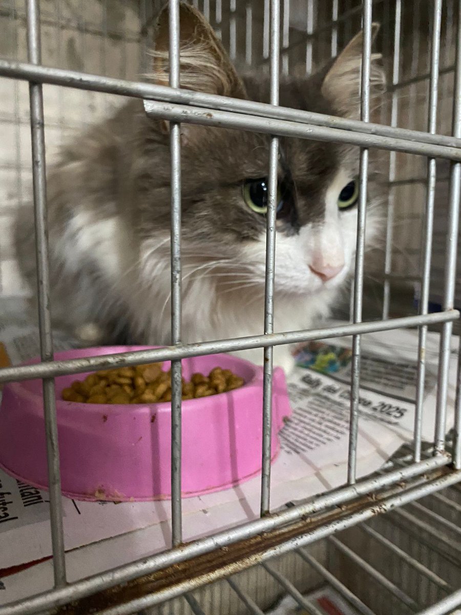 Está hermosa y peluda gatita está en adopción responsable! 
Se merece nunca más volver a la calle... Ya irá curada y castrada... Solo para alguien que le tendrá como una Reina! Es súper buena y mimosa! 🙏❤️‍🩹 Ella ni cagando vuelve a la calle! 😌