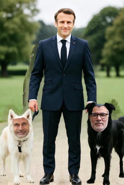 #CensureLecornu  #Macron vient d’adopter deux petits #chiens  💩