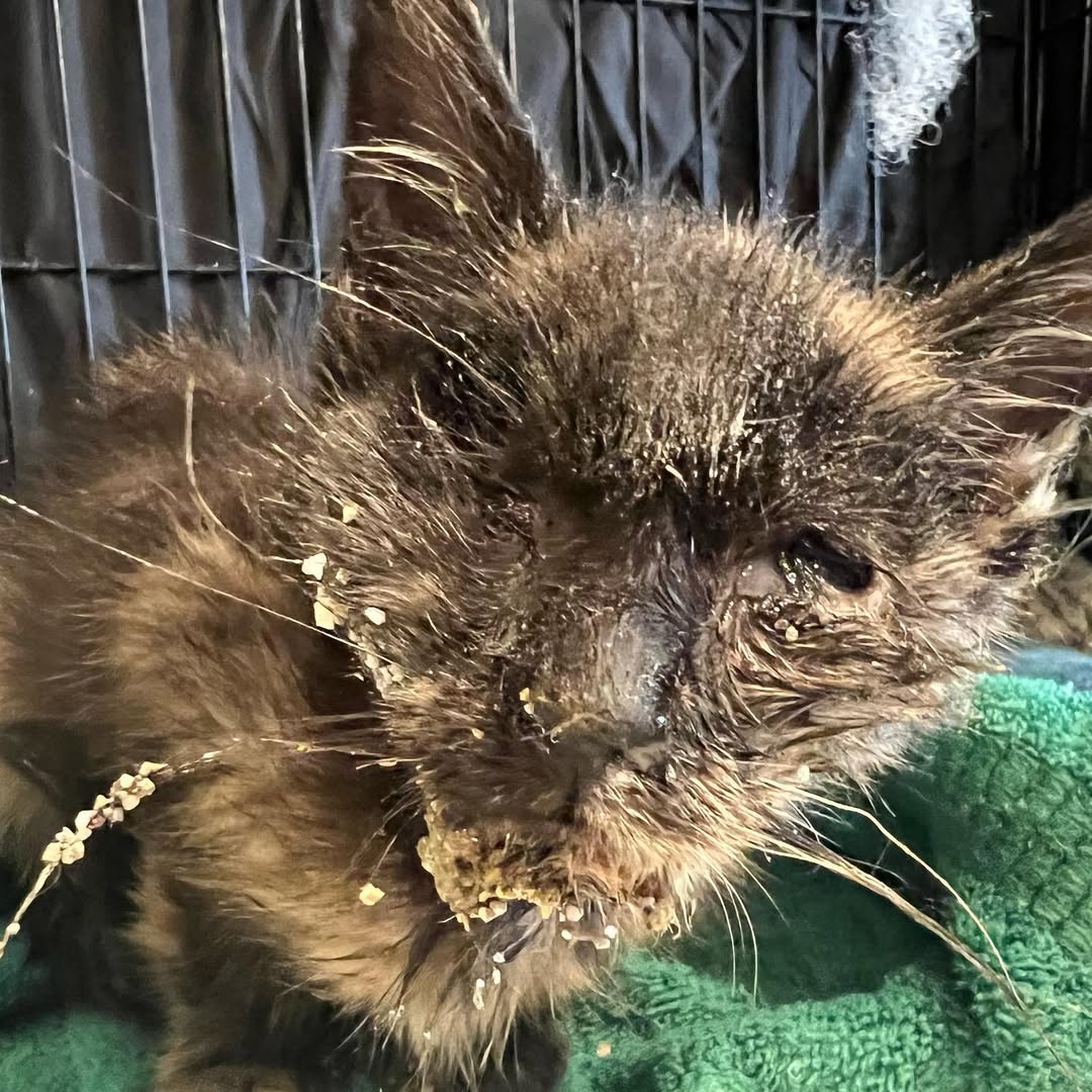 HELP NEEDED ASAP❤️‍🩹
Baby Tortilla is not only blind but tested positive for panleuk and absolutely needs to be hospitalized!! 😢😢💔 we can’t afford another bill but we can at least try to raise enough donations so we can save her. Please help us afford medical care for Tortilla.