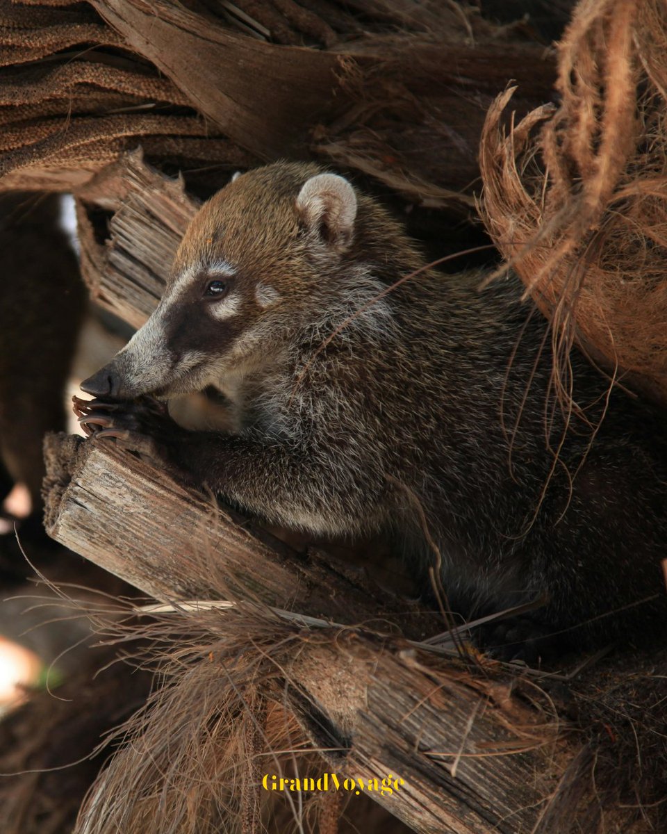 🌿✨ Tu viaje soñado a Costa Rica...

De San José a Tortuguero, Arenal y Manuel Antonio: selva, volcanes, aguas termales y playas paradisíacas te esperan.

¿Listo para vivir la pura vida? 🇨🇷💚