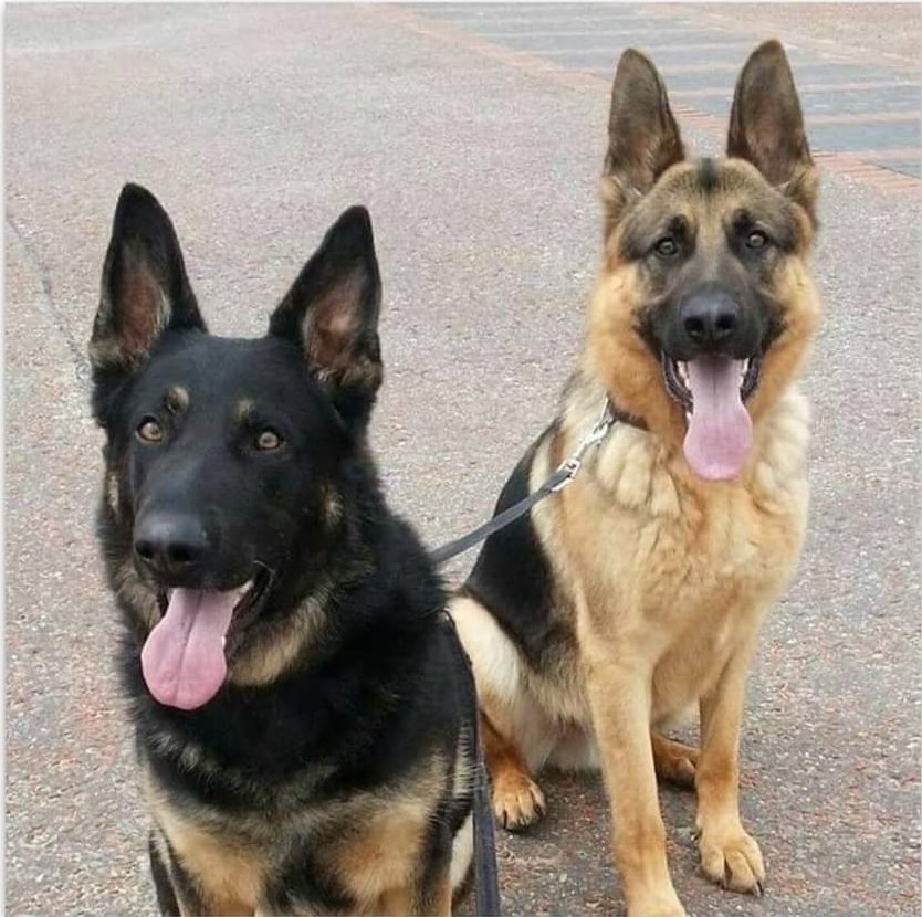 German Shepherd Dog Rescue UK 🇬🇧 tweet media