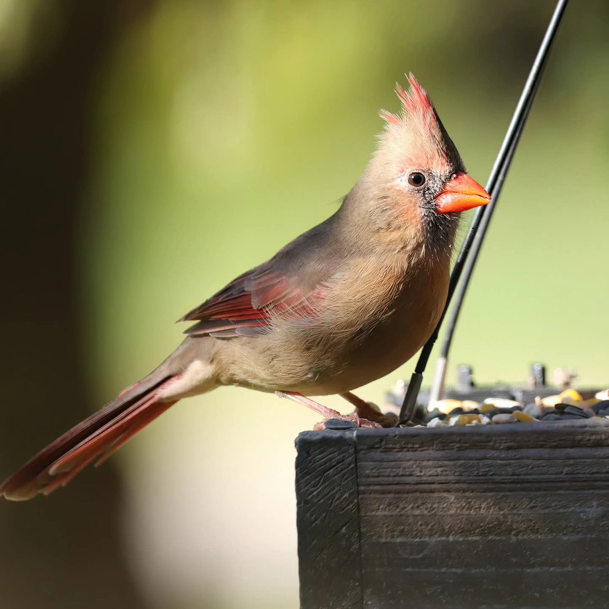 birdhouse_love's tweet image. A pretty little lady enjoying her breakfast...
#femalecardinals #femalecardinal #cardinals #cardinal #birdsofohio #morningbirding #ohiobirdworld #ohiobirdlovers #birdlovers #birdwatching #birdwatchers #birdlife #birdwatchersdaily #birdwatcher