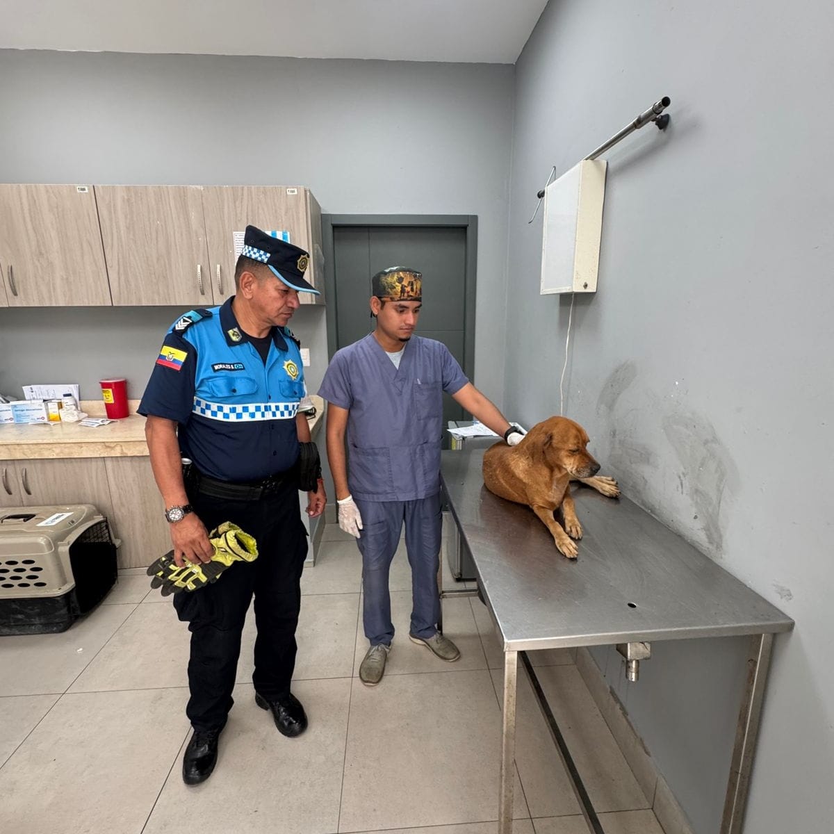 segura_ep's tweet photo. 🐾Tras una alerta ciudadana sobre un perrito lesionado en la av. Isidro Ayora, los Agentes de Control Municipal de Medio Ambiente acudieron de inmediato al lugar, realizaron el rescate y lo trasladaron a @Proanimal_gye  para su valoración veterinaria y cuidados correspondientes. https://t.co/9syjbIpFEX