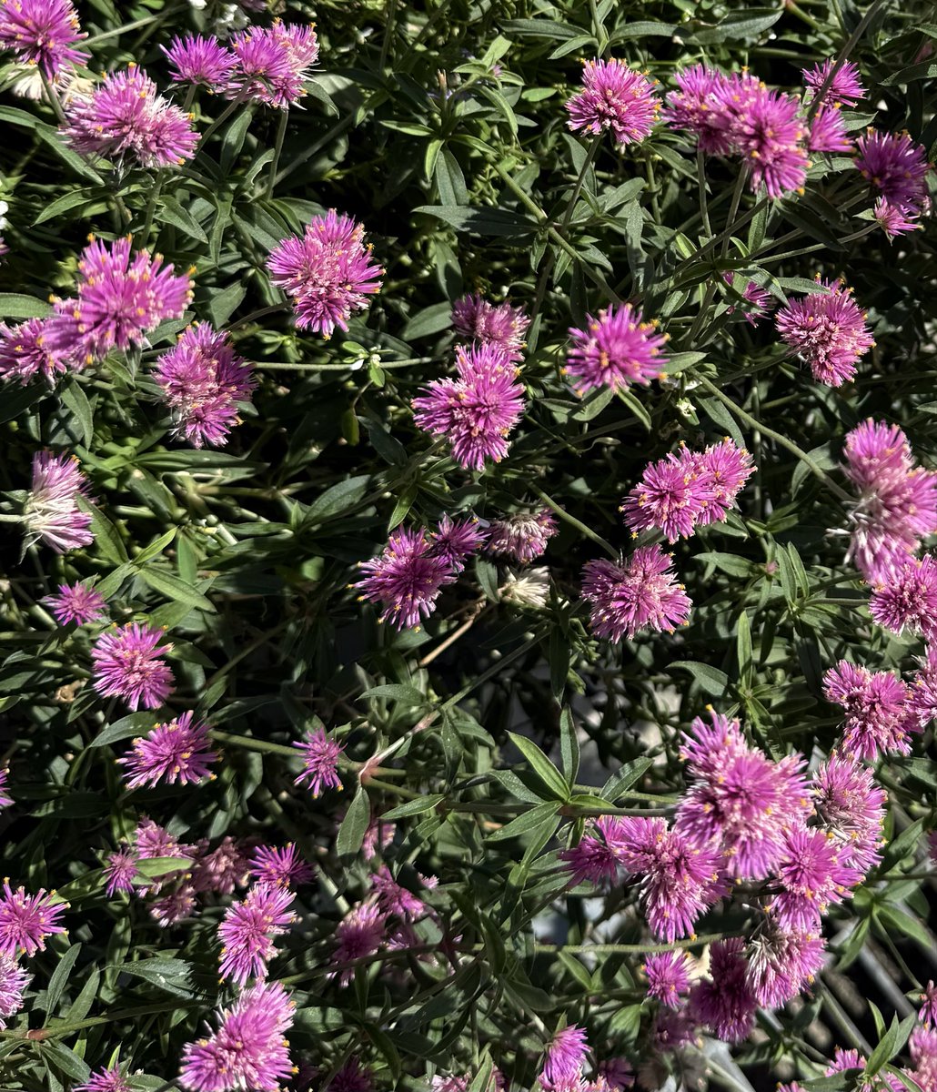 4f48kpMjSS8hjPt's tweet image. 25/10/16 はやしべさとし叙情歌を道づれに〜菊花開(きくのはなひらく)春は桜秋は菊やっといい季節になりました〜夫が亡くなる前よく軽井沢を訪れたとlistnerさんrequest『落葉松』〜あなたとさとしの叙情歌『旅愁』生活サイクルが整い＂叙情歌を道づれに＂を聴かれているlistnerさんrequest〜『野菊』