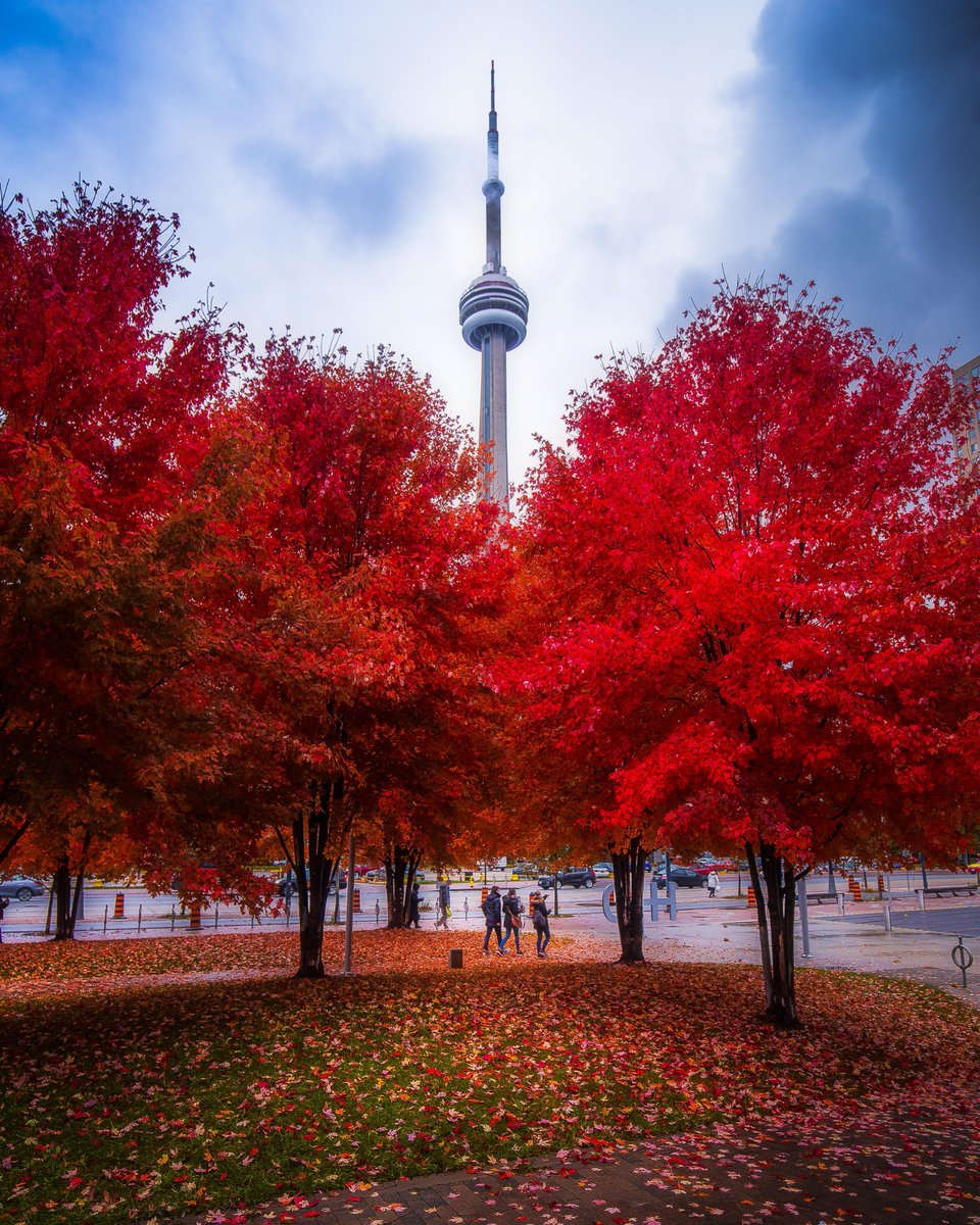 #Canada is so lucky to experience all four seasons to the fullest! In fall, it's one of only six countries where you can see vibrant red foliage—thanks to the same pigments found in cherries, anthocyanins. What's your fave place to go leaf peeping? 🍁
