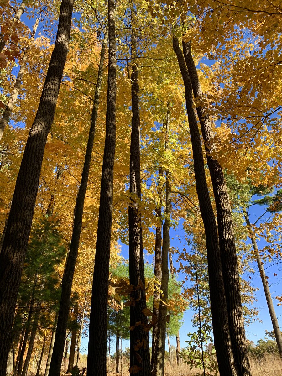 LiveaMemory's tweet photo. Let’s Share a Random Autumn Memory for #ThrowbackThursday.🍁
For Me It’s a Walk In a Local Park In Northwest Ohio.🥾
Share a Random Autumn Memory of Yours!🍂
#AutumnMemory https://t.co/xCjFwkwylm