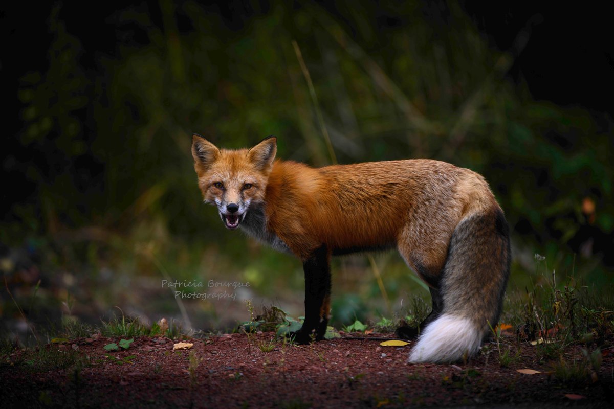 TrishaBourque's tweet image. Smile...it's almost the weekend :) 
#Fox #Wowkwis #PEI #Epekwitk