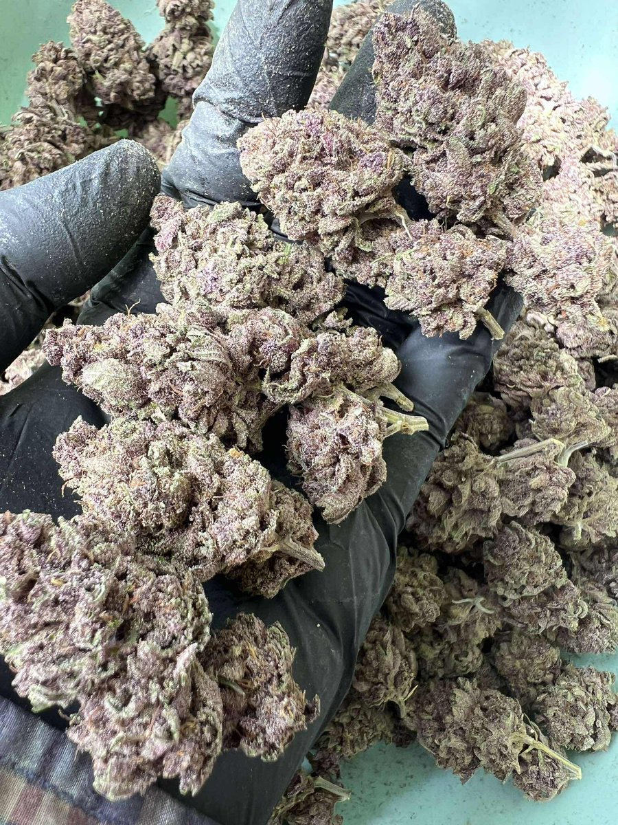 LIMITEDIII 🪽( สายเขียวของเข้าใหม่เพียบจ้า 🥦) tweet media