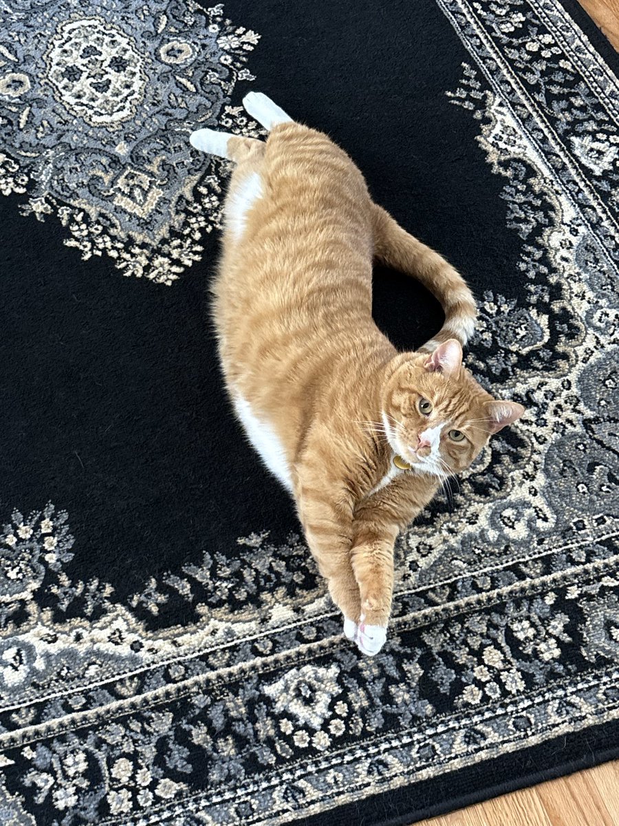 cubedacat's tweet image. Hey girl