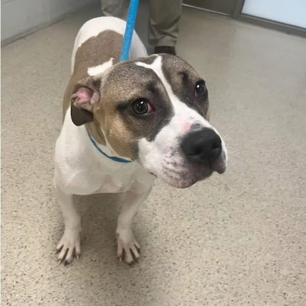 Rescue Dogs Rock, D.C. 🐾🐾🇺🇸 (@dogs_dc) on Twitter photo Thursday, October 16, 2025
Please🙏 share for:
Prince William County Animal Services Bureau
14807 Bristol Rd.
Manassas, VA  20112
(702) 792-6465
Meet Pony🐾🐾, a young female pup with a heart as big as her smile! 
Pony🐾🐾 attention and will be your shadow, following you Thursday, October 16, 2025
Please🙏 share for:
Prince William County Animal Services Bureau
14807 Bristol Rd.
Manassas, VA  20112
(702) 792-6465
Meet Pony🐾🐾, a young female pup with a heart as big as her smile! 
Pony🐾🐾 attention and will be your shadow, following you