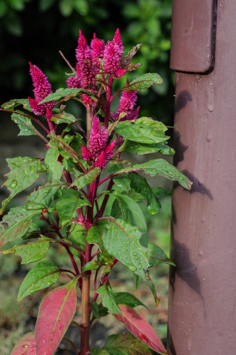 カメラ活動1032日目

当たり前の毎日。
大切な存在が、絶えずずっとそばにいると思える事が幸せだよね、
って話しをした日。

LUMIX S5
S24-105